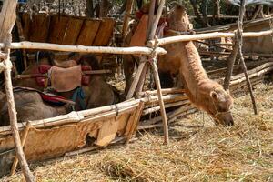 camellos granja, cría cobertizo en el rural granja. foto