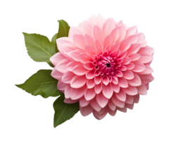 Beautiful and photorealistic, pink flower blossom on transparent background. Bloom, plant. PNG. Close-up view. Cut out element. Generative AI. png