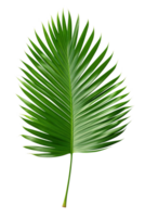 Beautiful and photorealistic palm leaf on transparent background. Close-up view. Part of plant. Cut out graphic design element as PNG. Generative AI. png