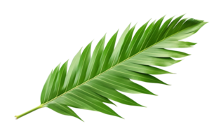 Beautiful and photorealistic palm leaf on transparent background. Close-up view. Part of plant. Cut out graphic design element as PNG. Generative AI. png