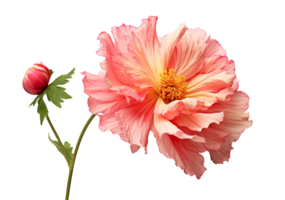 Beautiful and photorealistic, pink flower blossom on transparent background. Bloom, plant. PNG. Close-up view. Cut out element. Generative AI. png