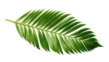 schön und fotorealistisch Palme Blatt auf transparent Hintergrund. Nahansicht Sicht. Teil von Pflanze. Schnitt aus Grafik Design Element wie png. generativ ai. png