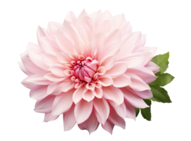 Beautiful and photorealistic, pink flower blossom on transparent background. Bloom, plant. PNG. Close-up view. Cut out element. Generative AI. png