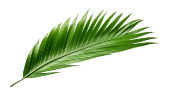 Beautiful and photorealistic palm leaf on transparent background. Close-up view. Part of plant. Cut out graphic design element as PNG. Generative AI. png