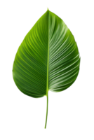 Beautiful and photorealistic leaf on transparent background. Close-up view. Part of plant. Cut out graphic design element as PNG. Generative AI. png