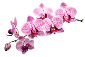 Beautiful and photorealistic, pink flower blossom on transparent background. Bloom, plant. PNG. Close-up view. Cut out element. Generative AI. png