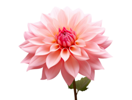 Beautiful and photorealistic, pink flower blossom on transparent background. Bloom, plant. PNG. Close-up view. Cut out element. Generative AI. png