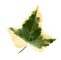 Isolated Green and Yellow leaf, English Goldchild ivy or Hedera Helix, Ivy is the Year by the American Ivy Society. png