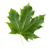 Green Maple Leaf Isolated,Element for Spring and Summer seasonal themed nature concept,Can use for Icon of Autumn or fall Season png