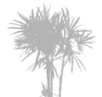 schaduw tropisch palm boom, geïsoleerd schaduwen van takken palm met bladeren silhouet png