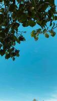 naturaleza fondo, árbol con cielo antecedentes video