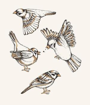 Set with different flying and sitting sparrow. Hand drawn colorful vector illustration.