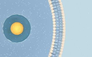 Internal structure of an animal cell, 3d rendering. Section view. photo