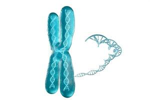 Chromosome with white background, 3d rendering. photo