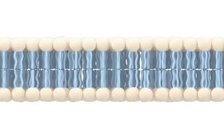 Cell membrane with white background, 3d rendering. photo