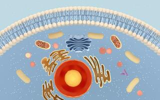 Internal structure of an animal cell, 3d rendering. Section view. photo