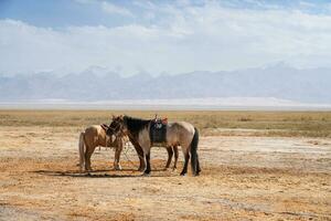 Horses on the natural ground, with mountains behind. photo