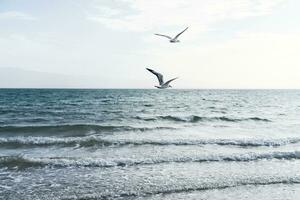 Sea birds fly together along the lakeside. photo