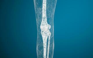 Leg bones and knees, 3d rendering. photo