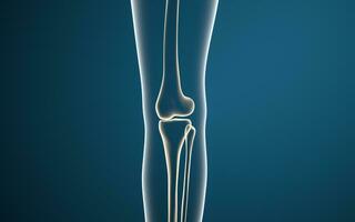 Leg bones and knees, 3d rendering. photo