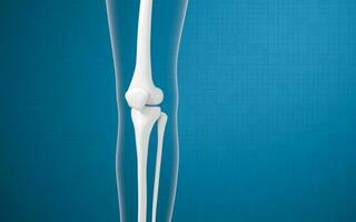 Leg bones and knees, 3d rendering. photo