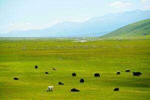 Winding rivers and meadows. Photo in Bayinbuluke Grassland in Xinjiang, China.