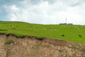 Pictures of sheep in the meadow. photo