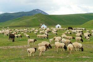 imágenes de oveja en el prado. foto