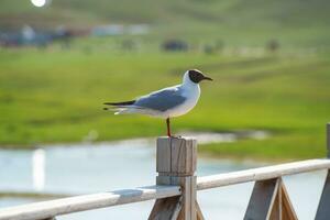 ríos y aves con vasto pradera. foto