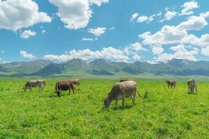 Grassland and bulls under the blue sky. photo