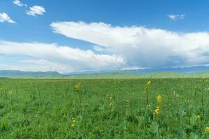 Nalati grassland with the blue sky. photo