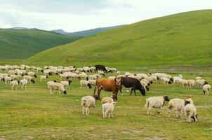 Pictures of sheep in the meadow. photo