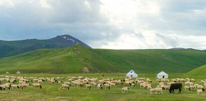 Pictures of sheep in the meadow. photo