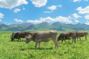 Grassland and bulls under the blue sky. photo