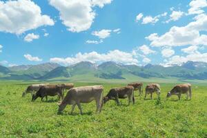 pradera y toros debajo el azul cielo. foto