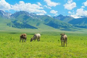 Grassland and bulls under the blue sky. photo