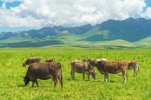 Grassland and bulls under the blue sky. photo