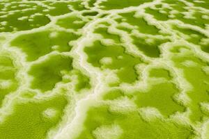 The green saline lake, natural lake background. photo