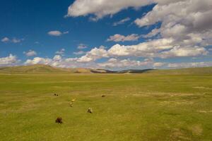 pradera y toros con azul cielo y blanco nubes foto en bayinbuluke pradera en Xinjiang, porcelana.