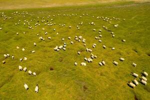 Sheep on the prairie with blue sky. photo