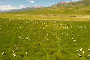 Sheep on the prairie with blue sky. photo