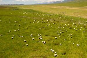 Sheep on the prairie with blue sky. photo