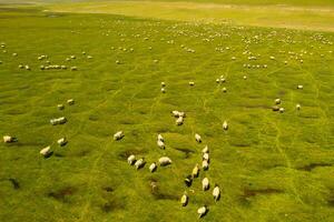 Sheep on the prairie with blue sky. photo