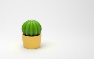 Cactus with a white background, 3d rendering. photo