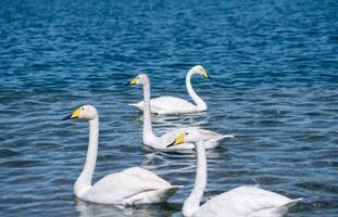 The swans were swimming on the calm lake. Shot in Sayram Lake in Xinjiang, China. photo