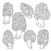 Morel mushrooms outline vector image