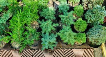 Saplings of pine, spruce, fir and other coniferous trees in pots in plant nursery. photo