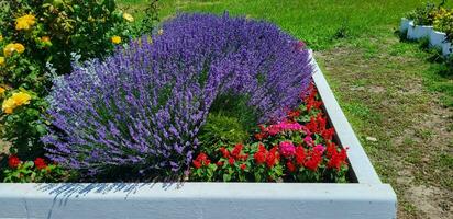 un hermosa cama de flores con alto lila lavanda arbustos foto