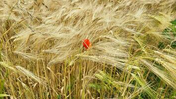 A red lonely poppy in a field of ripe wheat. photo