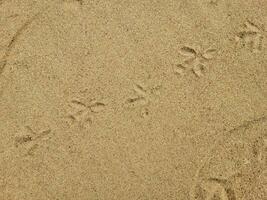 pájaro pistas en un arenoso playa en un soleado día. foto